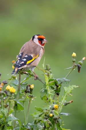 Goldfinch 2 - Scilly - 201023