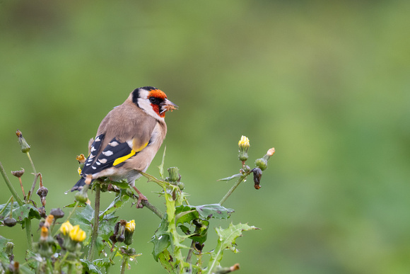 Goldfinch - Scilly - 201023
