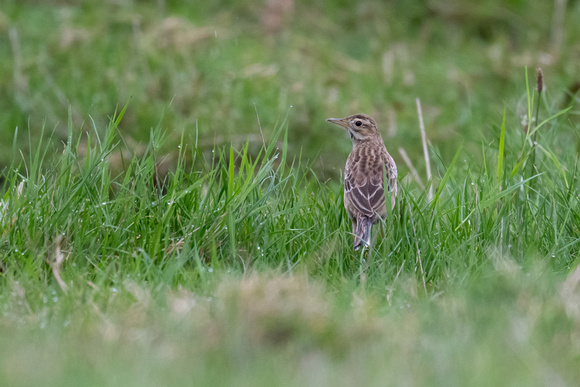 Richards Pipit 5 - Scilly - 121023