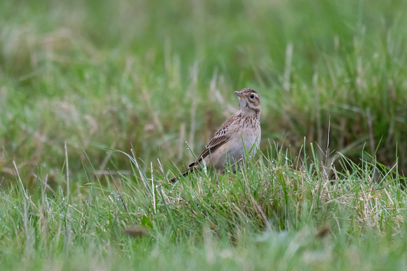 Richards Pipit 4 - Scilly - 121023