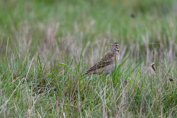 Richards Pipit 3 - Scilly - 121023