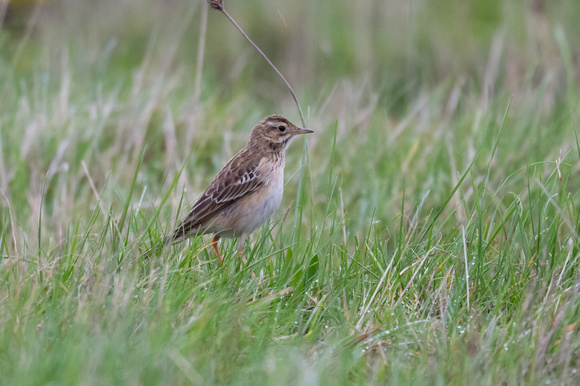 Richards Pipit 2 - Scilly - 121023