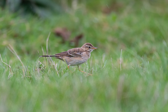 Richards Pipit - Scilly - 121023