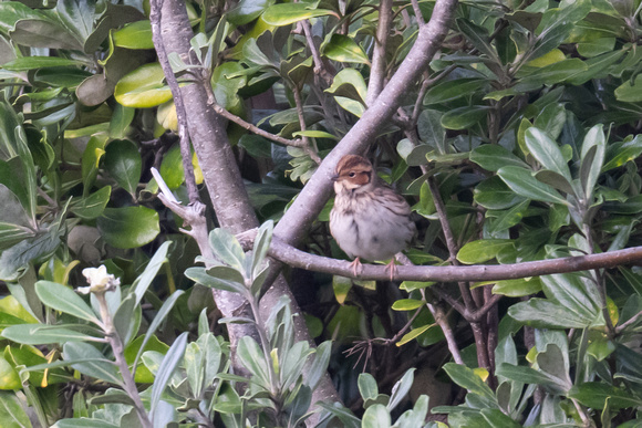 Little Bunting - Scilly - 171023