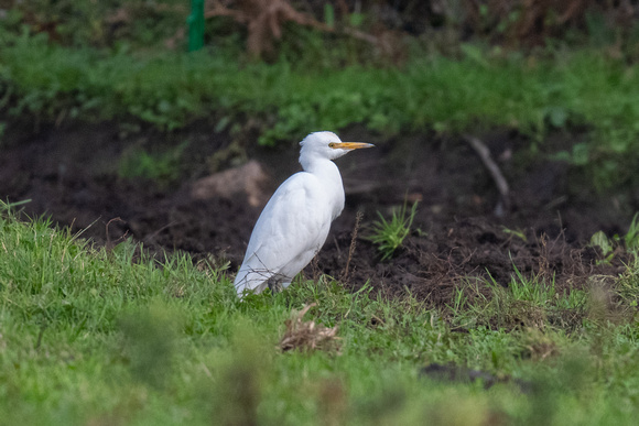 Cattle Egret 2 - Scilly - 171023