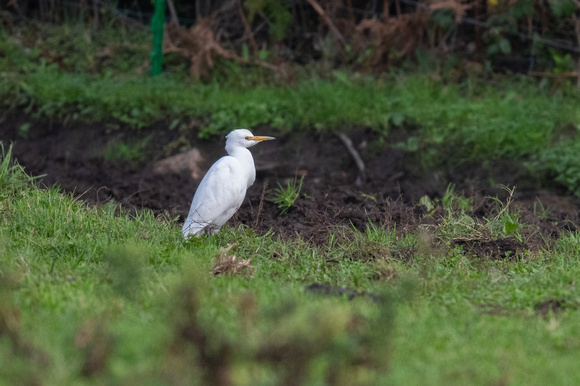 Cattle Egret - Scilly - 171023