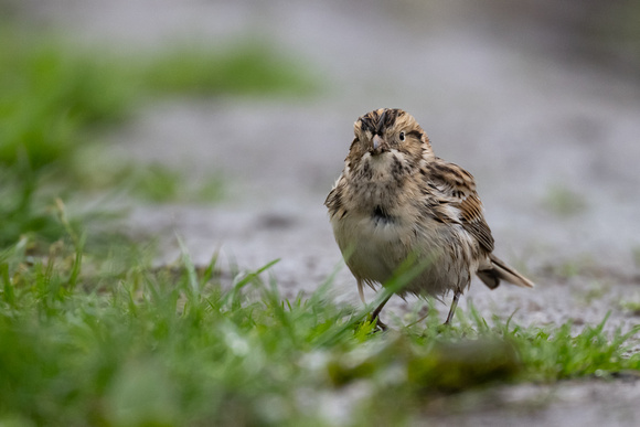 Lapland Bunting 5 - Scilly - 171023