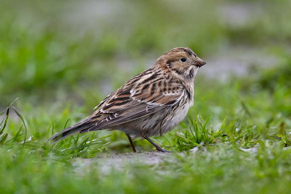 Lapland Bunting 4 - Scilly - 171023