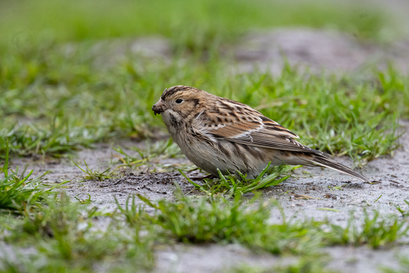Lapland Bunting 3 - Scilly - 171023