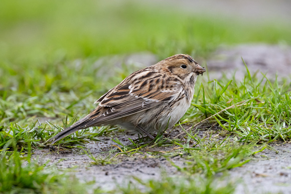 Lapland Bunting 2 - Scilly - 171023
