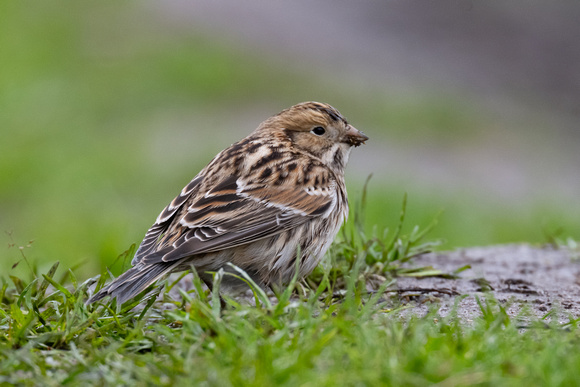 Lapland Bunting - Scilly - 171023
