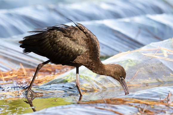 Glossy Ibis  - Scilly - 221023