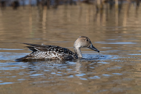 Pintail 2 - Scilly - 081023