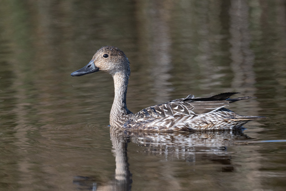 Pintail - Scilly - 081023