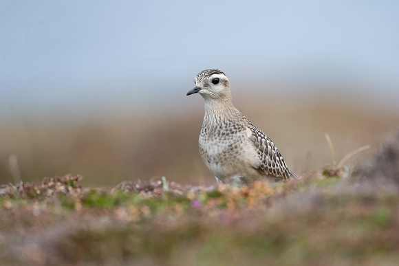 Dotterel 11 - Scilly - 091023