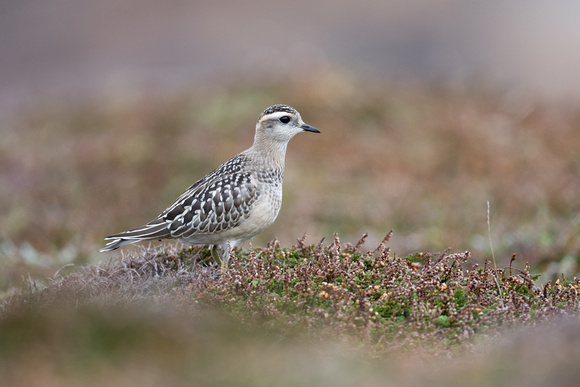Dotterel 10 - Scilly - 091023