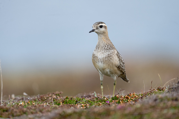 Dotterel 13 - Scilly - 091023