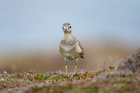 Dotterel 12 - Scilly - 091023