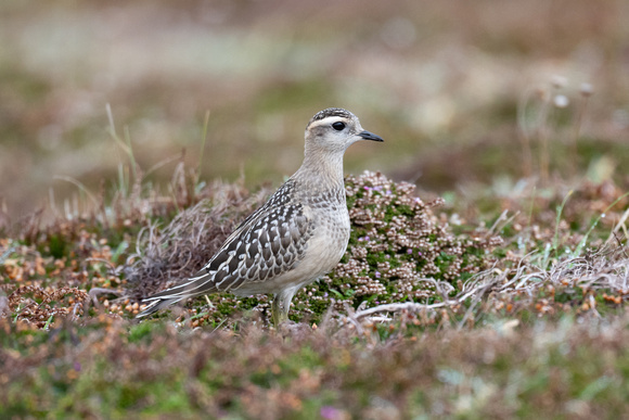 Dotterel 9 - Scilly - 091023