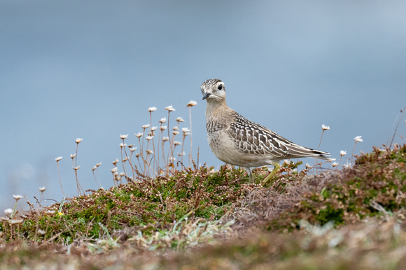 Dotterel 8 - Scilly - 091023
