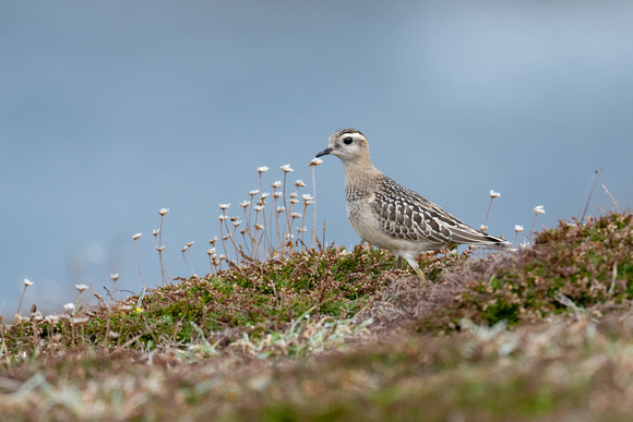 Dotterel 7 - Scilly - 091023