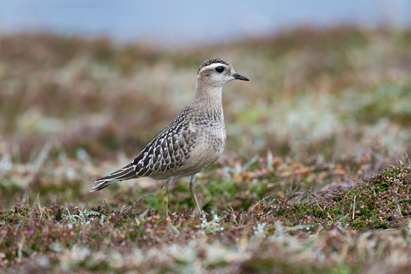 Dotterel 5 - Scilly - 091023