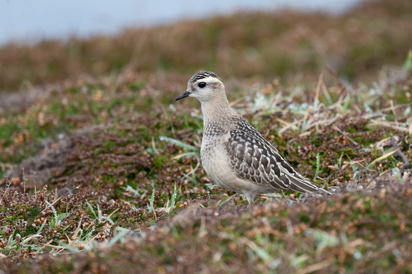 Dotterel 4 - Scilly - 091023
