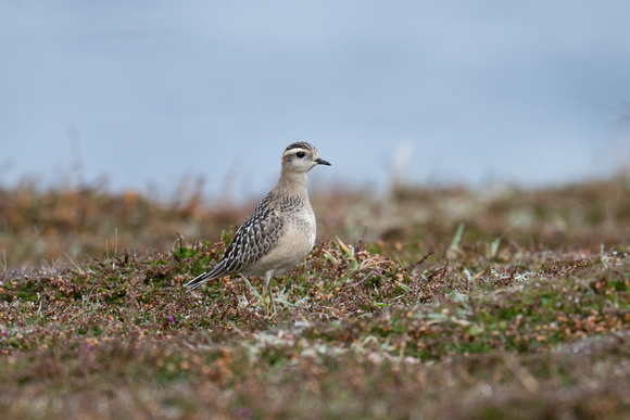 Dotterel 3 - Scilly - 091023
