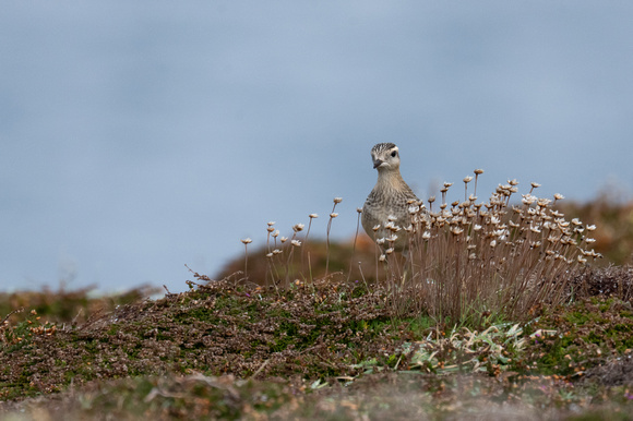 Dotterel 2 - Scilly - 091023