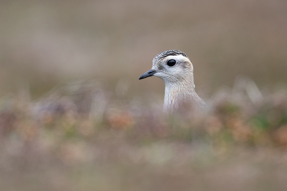 Dotterel - Scilly - 091023