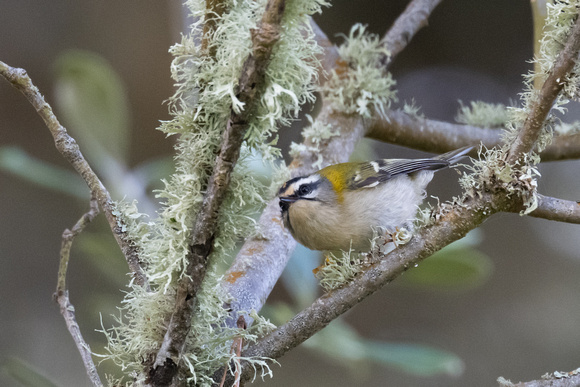 Firecrest - Scilly - 081023