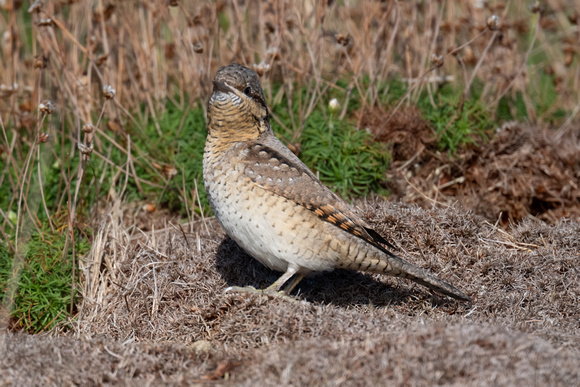 Wryneck 8 - Scilly - 141023