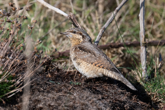 Wryneck 7 - Scilly - 141023