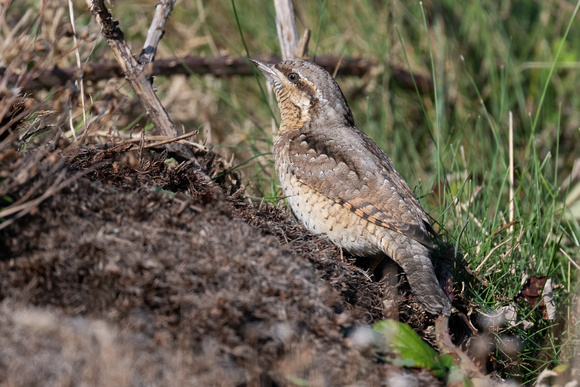 Wryneck 6 - Scilly - 141023