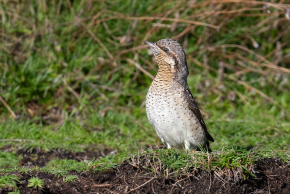 Wryneck 5 - Scilly - 141023
