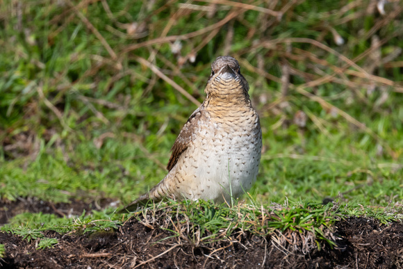 Wryneck 4 - Scilly - 141023