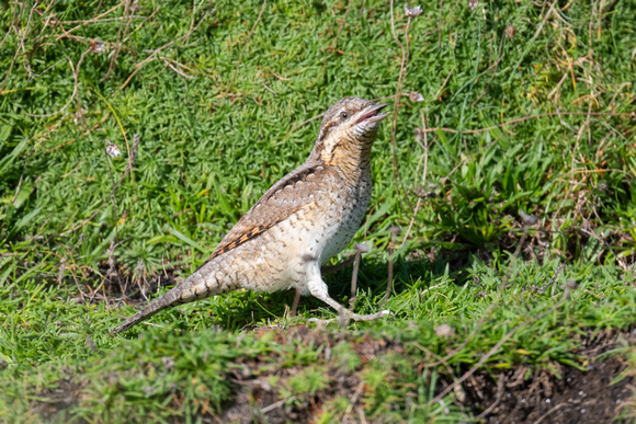 Wryneck 3 - Scilly - 141023