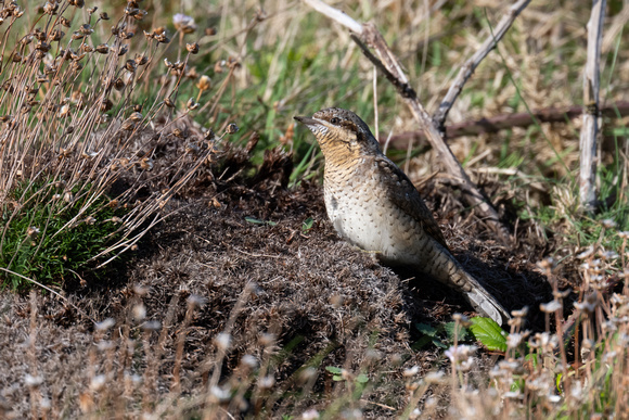Wryneck - Scilly - 141023