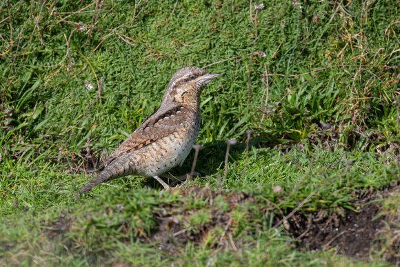 Wryneck 2 - Scilly - 141023