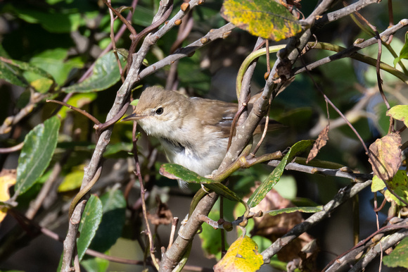 Reed Warbler 5 - Scilly - 141023