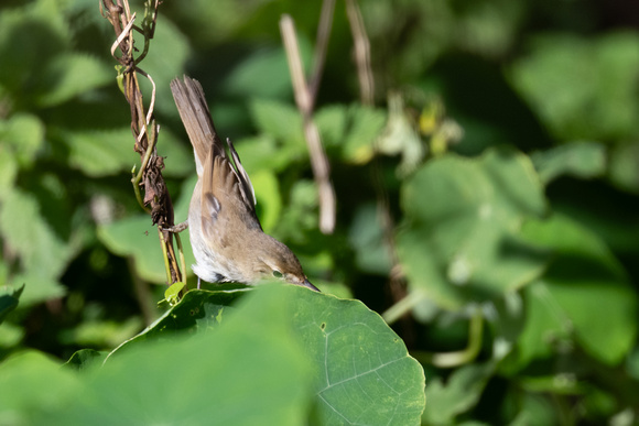 Reed Warbler 4 - Scilly - 141023