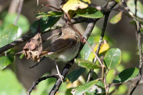 Reed Warbler 3 - Scilly - 141023
