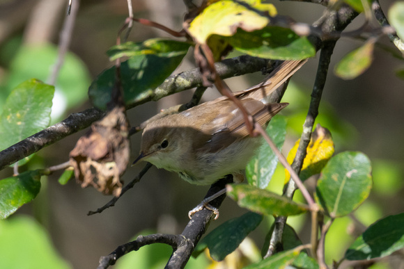 Reed Warbler 2 - Scilly - 141023