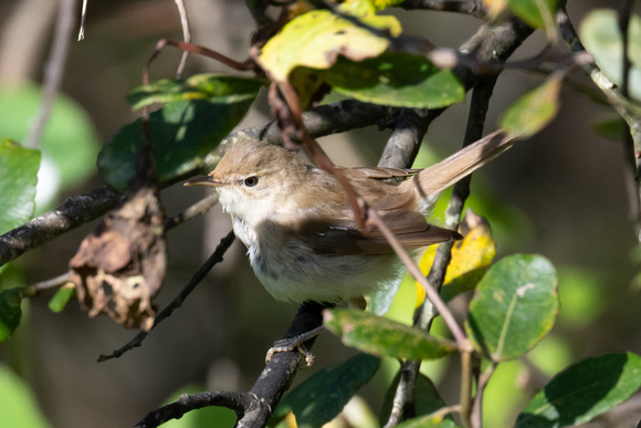 Reed Warbler - Scilly - 141023