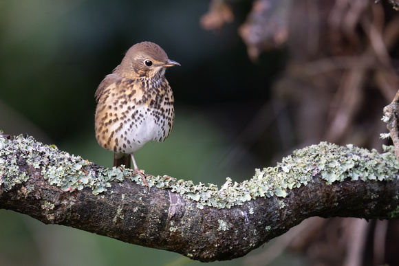 Song Thrush 2 - Scilly - 201023