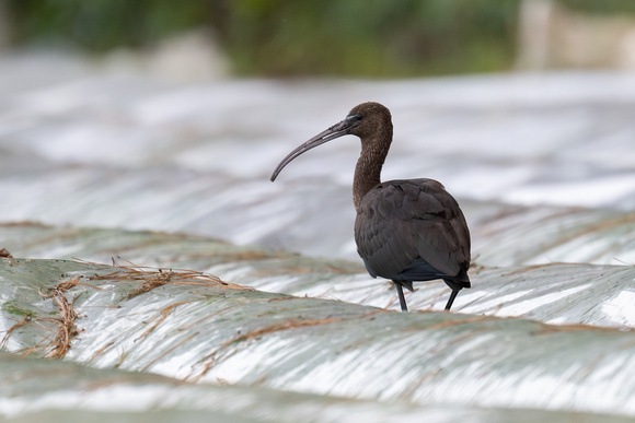 Glossy Ibis 2 - Scilly - 051023