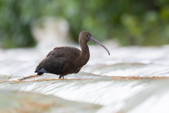 Glossy Ibis - Scilly - 051023