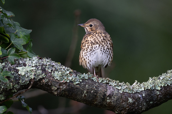 Song Thrush - Scilly - 201023