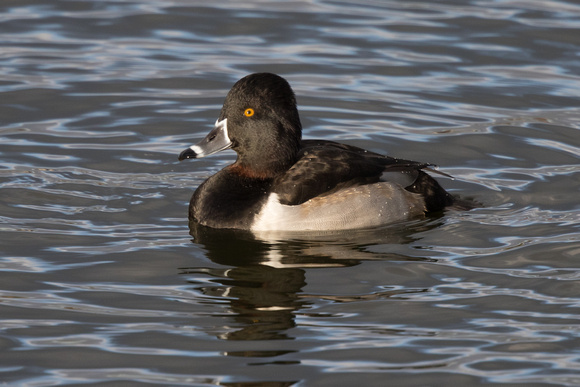Ring-necked Duck - Caerlaverock 271215