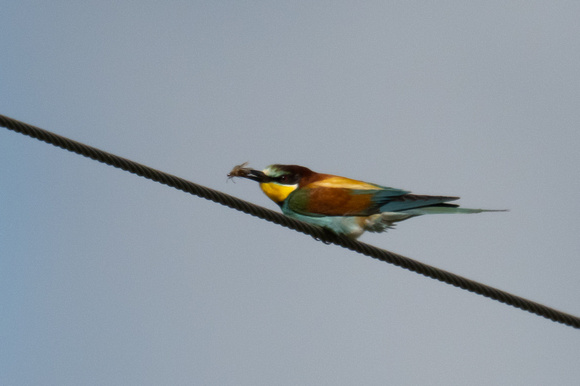 Bee-eater 2 - Trimingham - 260622